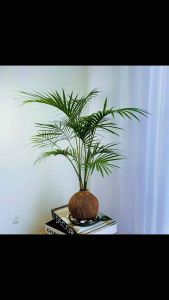 Bamboo Palm | Java Palm Chamaedorea Elegans 袖珍椰子| 爪哇棕榈植物 Kokedama Indoor Plant by Letsplant 苔藓球 室内植物