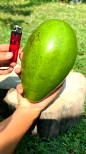 Bibit Alpukat Aligator 100% ORI