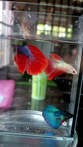 Ikan Laga Betta Halfmoon Male