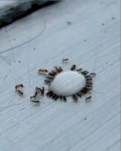 Pengusir Semut Paling Efektif 250ml 100m Dijamin Ampuh RYZIQ PENGUSIR SEMUT Anti Kutu Kasur Tungau Tumilla Lebih Efektif Gun Killer / Pembasmi Kutu Kecoa Tungau Semut mall inline badgeMaharati Serai Pintu 100 ml | Obat Nyamuk Semprot Alami | Bunuh Ny