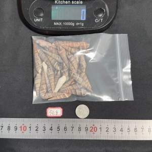 หอยสังข์ทรงกรวยขนาดเล็ก 50g la jiao cone conch shell