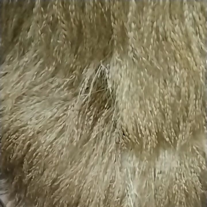 Padi Beras Putih Bertangkai Panjang Asli Per 60 Tangkai