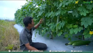 Benih Pare Tanjung 11 F1 isi 10 Gram Exp 2026 (Terbaru) - Mitra Merdeka Tani