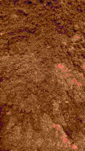 COCOPEAT Media Tanam Organik Isi 10 Liter Untuk Tanaman Hias dan Alas Reptil