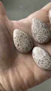 ❤️❤️Fossil Coral Stones Cabochon in Mix Shapes 5 pcs ❤️❤️