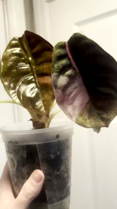 Pink Sectional & Mint Variegated Alocasia Cupreaขายแบบไข่เพาะชำส่งชำในถ้วยอบอย่างดี