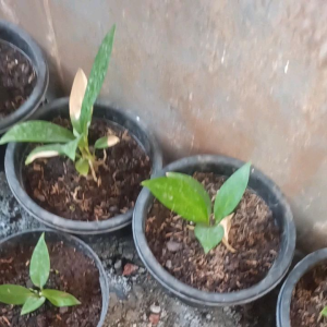 Bibit Tanaman Hias Jemani King Kobra