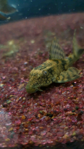 Honeycomb Pleco L37/Ornamental fish/Freshwater/Readystock