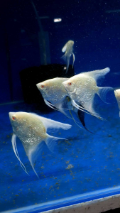 Albino Diamond Pearlscale Angelfish/Ornamental fish/Freshwater/Readystock