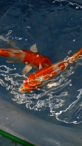 Kohaku Koi (LOCAL) Gred AAA/Ornamental fish/Freshwater/Readystock