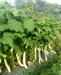 (KEMASAN PREMIUM) BIJI | BENIH TANAMAN TERONG HIJAU PANJANG ( isi -+100 butir)