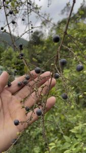 Cây canh châu(gốc giống ngẫu nhiên sống 100 %)