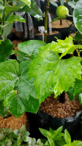 Green Grape Vine (Vitis vinifera) -  - Pokok Anggur Hijau - अंगूर का पौधा (हरा) Green Grapes – Fast-Fruiting Vine Sweet Edible Fruit Ideal for Pots or Trellis Tropical Garden Climber LIVE PLANT