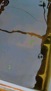 3 Kotak Makanan Ikan Hias untuk Cupang, Guppy & Molly