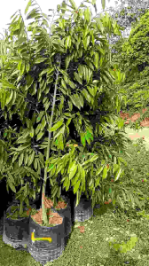 Black Thorn Bush Seedlings Berries Seeds 1.8 Feet Outdoor Garden Plants