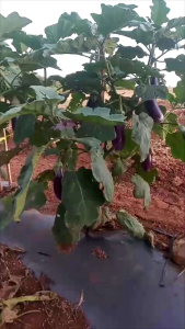 Isi 1100 Biji BENIH BIBIT TERONG UNGU 5 GRAM TMB SEED