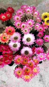 กระบองเพชร Cactus หน่อเด็ดสด ไม้นำเข้า Echinopsis สีขาวเหลือง หนามสวย ขนาด 2.2 - 3.2 ซม