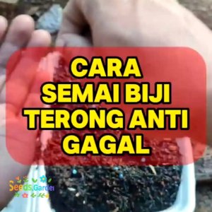 50 BUTIR BIJI/BENIH TANAMAN TERONG BULAT HITAM