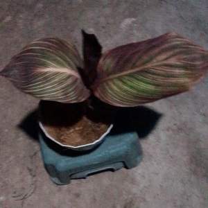 Musa sp. Variegata / Pokok Pisang Batik