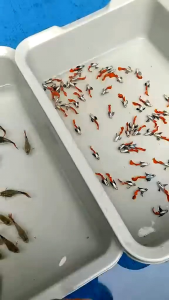 GUPPY FULL PLATINUM RED TAIL PAIR (GRADE) B40