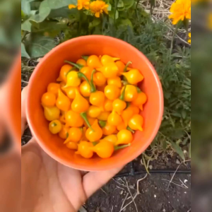 8 BIJI BENIH CABE YELLOW CUPETINHO | CABE HIAS UNIK (Bisa konsumsi)