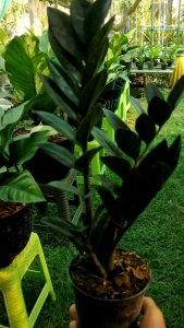 กวักมรกตดำ กวักดำ กวักนิล (กระถาง 4 นิ้ว) ไม้ฟอกอากาศ ไม้มงคล