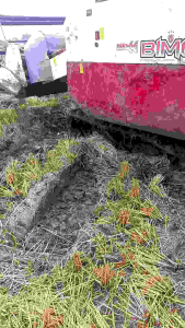 BENIH PADI ZIZANIA SUPER JUMBO UNGGUL BUAT DI TANAM DI POT SERBA GUNA PER 40GRAM