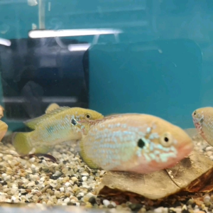 1 & 3 PIECES PACKAGE /BLUE JEWEL CICHLID /LIVE FISH /IKAN HIASAN /ORNAMENTAL FISH /AQUARIUM NEED /READY STOCK
