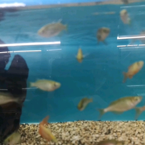 1 & 3 PIECES PACKAGE /RED RAINBOW FISH/LIVE FISH /IKAN HIASAN /ORNAMENTAL FISH /AQUARIUM NEED /READY STOCK