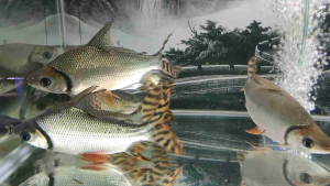 [Long Jin Aquatic] Flagtail Fei Fong[Red Tail] 7Inch+ / Best Koi/Monster fish cleaning Crew/ Algae Cleaner/Algae Cleaner/FengShui Fish/ Comm tank mate with /Koi/Arowana/Datnoid/Stringrays