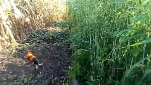 ครืนดักทางไก่หรือใช้จับไก่ขนาดเอ็นเบอร์80ปอนขนาดบ่วง4.5นิ้วชุดละ15/30บ่วง