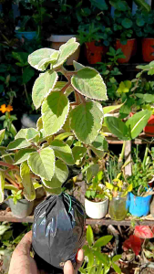 Oregano Variegated (Origanum vulgare Variegata) with roots (in 3.5x3.5x8" polybag)