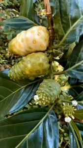 4.Lít - Loại Đặc Biệt - Nước nấu chưng cất tinh chất trái nhàu 👍