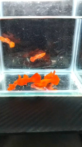 （孔雀鱼）精品…高背红红耳 1对 (Guppy) Premium…High-back red-ear 1 pair