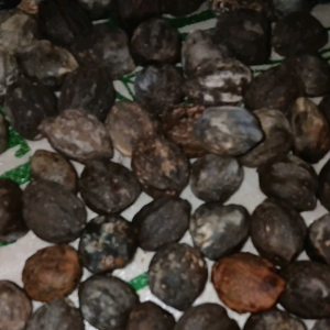 Kemiri Cangkang Utuh 50 Gram: Manfaat & Penggunaan