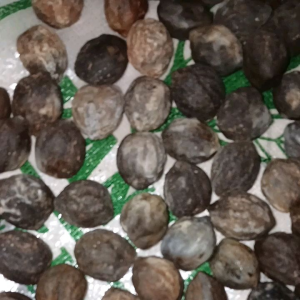 1 kg Kemiri / Biji Kemiri / Kemiri Cangkang / Kemiri Masih Ada Kulit
