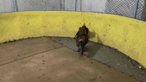 ไข่เชื้อพม่าเปรู เบอร์แข้งแรง ขยัน เน้นแผล สนใจสั่งเลย