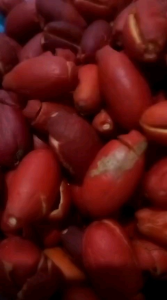 Kulit Melinjo / Tangkil 1 KG | Fresh Baru Petik Dari Pohon | Asli Banten