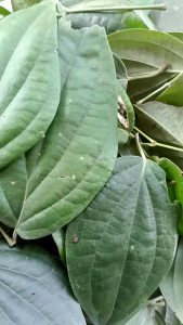 Daun sirih hutan segar per 1 kg