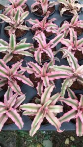 Cryptanthus Pink Starlight / 姬凤梨 ( bromeliad )