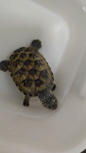 Mexican Mud Turtle 墨西哥巨蛋龟 10cm female 🚺. A little flaw ~ cheap. 有点小瑕疵便宜放