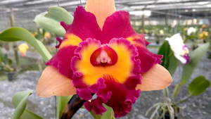 รุ่งนภาแฟนซีเบอร์ 1 รับประกันสายพันธุ์