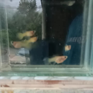 GUPPY YELLOW LACE SHORT BODY GLAS BELLY PAIR