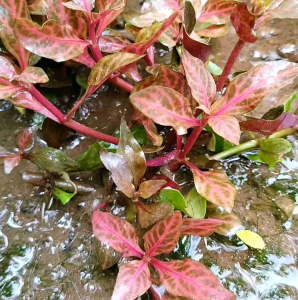 Alternanthera Reineckii Rosanervig 10 Batang Tanaman Aquatic Aquascape