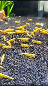 Hiasan Akuarium Yellow Fire 10pcs: Pencahayaan & Dekorasi