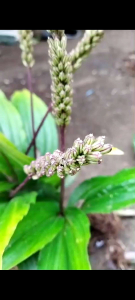 Bibit anggrek malaxis tanah per bibit