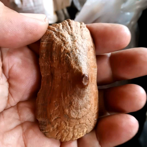 เครื่องรางนมตะเคียน ได้จากชาวบ้านป่า เชื้อสายพม่า เค้าว่าป้องกันอันตรายได้ดี ทุกวันนี้ยังหาข้อมูลไม่ได้เลยครับ