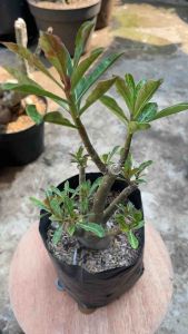 Termurah Kamboja Adenium Hias Berkualitas