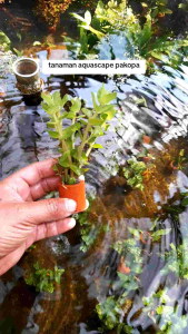 tanaman aquascape bacopa cardinalis media pot tanah liyat yah kaka