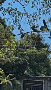 PRELOAD ADJUSTER ALA ALA / VARIASI V 1.1 PNP ALL Shock Tabung Atas dan Bawah Full Alumunium CNC